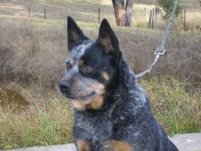 Willowpark Australian Cattle Dogs